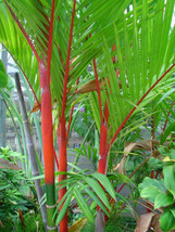 FREE SHIPPING Cyrtostachys renda Red Sealing Wax &amp; Lipstick Palm 5 Seeds - £14.50 GBP