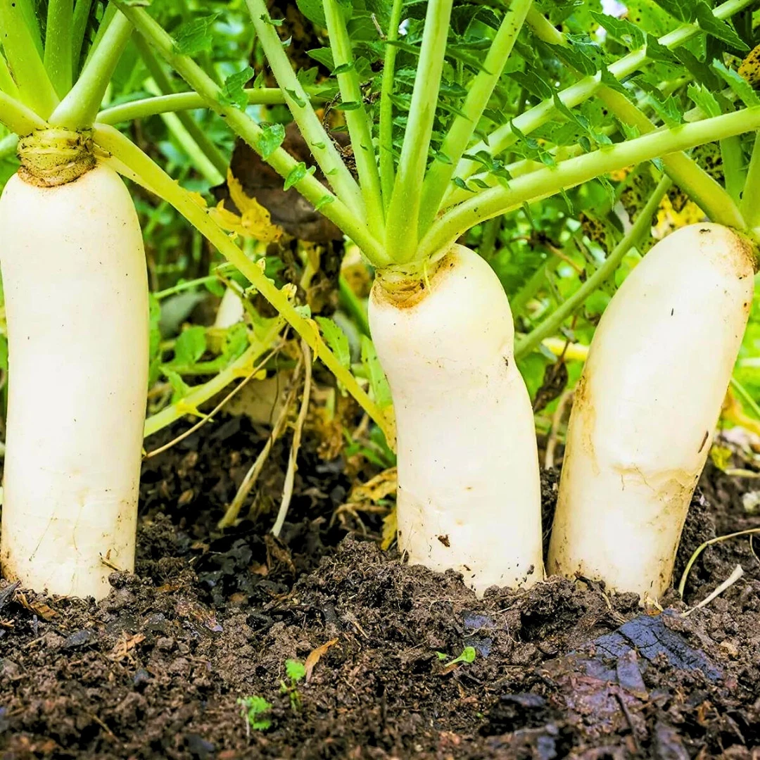 Fresh Daikon Radish Japanese Minowase Seeds | Heirloom Non-GMO | Vegetab... - $2.58