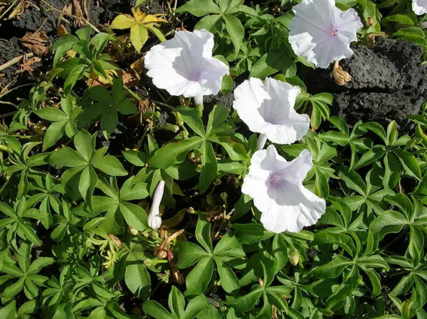 Ipomoea Cairica Alba Five Fingered Morning Glory Seeds USA Seller - £14.16 GBP