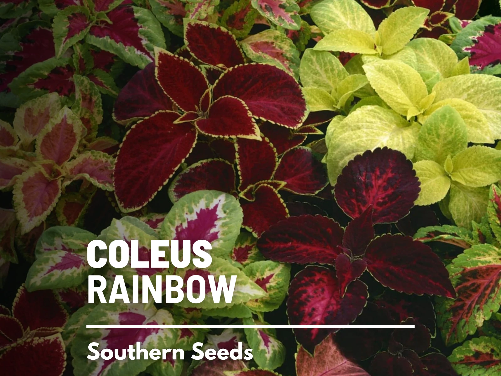 Coleus, Rainbow Mix (Painted Leaves) - 250 Seeds (Solenostemon scutellar... - $14.82