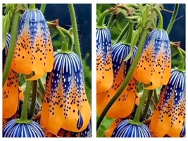 50 Seeds Blue Patterned Fritillaria Imperialis Garden - £14.36 GBP