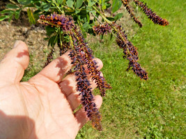 30 False Indigo Bush Seeds Amorpha Fruticosa US Fast Shipping - $12.40