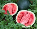 25 Sugar Baby Watermelon Seeds Super Sweet Heirloom Non Gmo Fresh Fast S... - £7.22 GBP