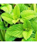 80 PCS Seeds Fresh Lemon Mint Herbs Balm Heirloom - $12.96