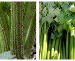 Celery Seeds - Utah 52-70 1.5 g Packet=3750 Seeds - $18.93