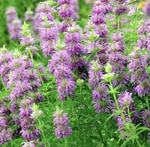 400 + Lemon Mint Seeds Monarda Citriodora Non Gmo Perineal - $6.00