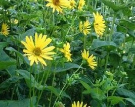 10 Yellow Compass Plant Silphium Laciniatum Prairie Compassplant 4&quot; Flow... - £8.32 GBP