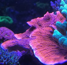 Orange Montipora Palawanensis - £23.94 GBP+