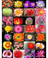 Color Cactus Mix Cacti Flowering Desert Succulent Plant Seed 20 Seeds Fr... - $301.58 MXN