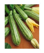 VCS Italian Striped Zucchini Seeds Traditional Early Italian Favorite 20... - $21.04 CAD