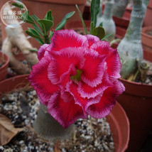 Rumble Fish Adenium Desert Rose 2 Seeds Big Blooms Fire Red &amp; Pink Edge Double P - $10.67