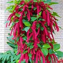 Giant Chenille Acalypha Hispida Small Rooted Starter Plant Attracts Hummingbirds - £30.69 GBP