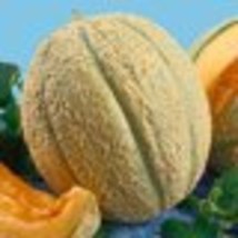 Schoon&#39;S Hard Shell Muskmelon Seeds Apricot Fleshed Musk Melon Sweet Tasty Melon - £7.87 GBP