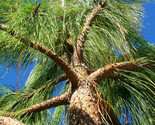 Sale 30 Seeds Mexican Weeping Pine Tree Evergreen Pinus Patula  USA - £7.93 GBP