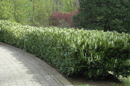 15 Schip Laurel shrub-hedge (Prunus laurocerasus 'Schipkaensis') image 3