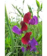 50 Cupani Sweet Pea Seeds - $157.68 MXN