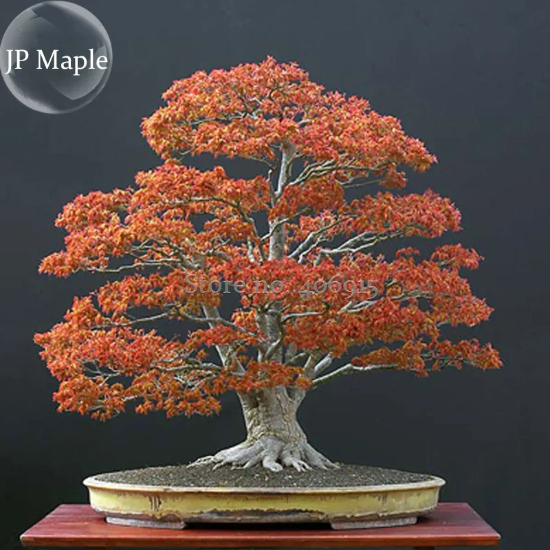 Northern Sugar Acer Japanese Maple Tree, 20 Seeds, bonsai ornamental tree - £3.10 GBP