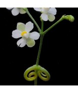 Cardiospermum Halicacabum Love In A Puff Balloon Vine Heartseed 10 Seeds... - $31.40 CAD