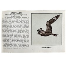 Nighthawk Bird Print 1931 Blue Book Birds Of America Antique Art PCBG13A - $19.99