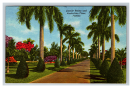 Tropical Florida Stately Palm Australian Pine Garden Path Postcard Unposted - £3.84 GBP