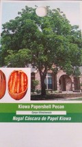 Kiowa Papershell Pecan Tree Shade Nut Trees Live Plant Pecans Nuts Plants Wood - £136.48 GBP