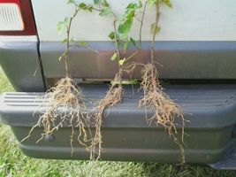 BALTIC IVY SUB ZERO 5 bare root plants(Hedera helix) image 4