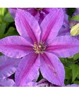 Tumaini Clematis Vine Perennial 2.5&quot; Pot Plant - $33.99