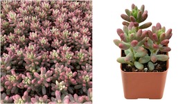 Live Rare Sedum Rubrotinctum &#39;Roseum&#39; Succulent, Fully Rooted 2&#39;&#39; Plant Pot - C1 - £20.42 GBP