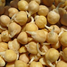 Garbanzo Bean Chickpea Organic 30 Seeds Chana Vegetable Seeds Fresh Seeds From U - $14.49