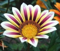 30 SEEDS Gazania White Yellow Petals Purple Black Stripe Treasure Flower Seeds - $11.18