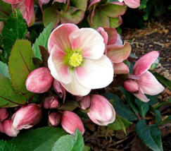 Helleborus Christmas Rose Flower Non GMO Seeds - £9.14 GBP