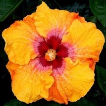 20 Yellow Red Hibiscus Seeds Flowers Flower Seed Perennial Bloom Tropical 8 - $13.00