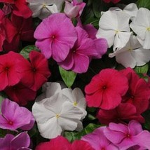 Mpb#12 Vinca Seeds 25 Thru 250 Seeds Vinca Pacifica Xp Mystic Mix Gardening USA  - $11.55