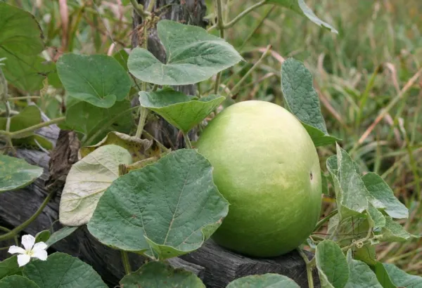 20 Tinda Squash Melon Gourd Lagenaria Siceraria Non Gmo Heirloom Fresh Garden - £10.19 GBP