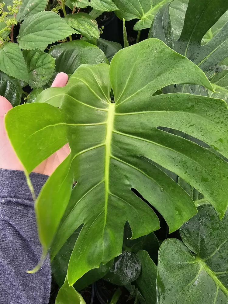 Monstera Deliciosa Swiss Cheese Plant 7 To 10&quot; Cutting With Developing Node - £15.24 GBP