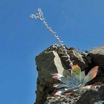 GIB Dudleya pulverulenta ssp. pulverulenta | Chalk Liveforever | 20 Seeds - £19.18 GBP