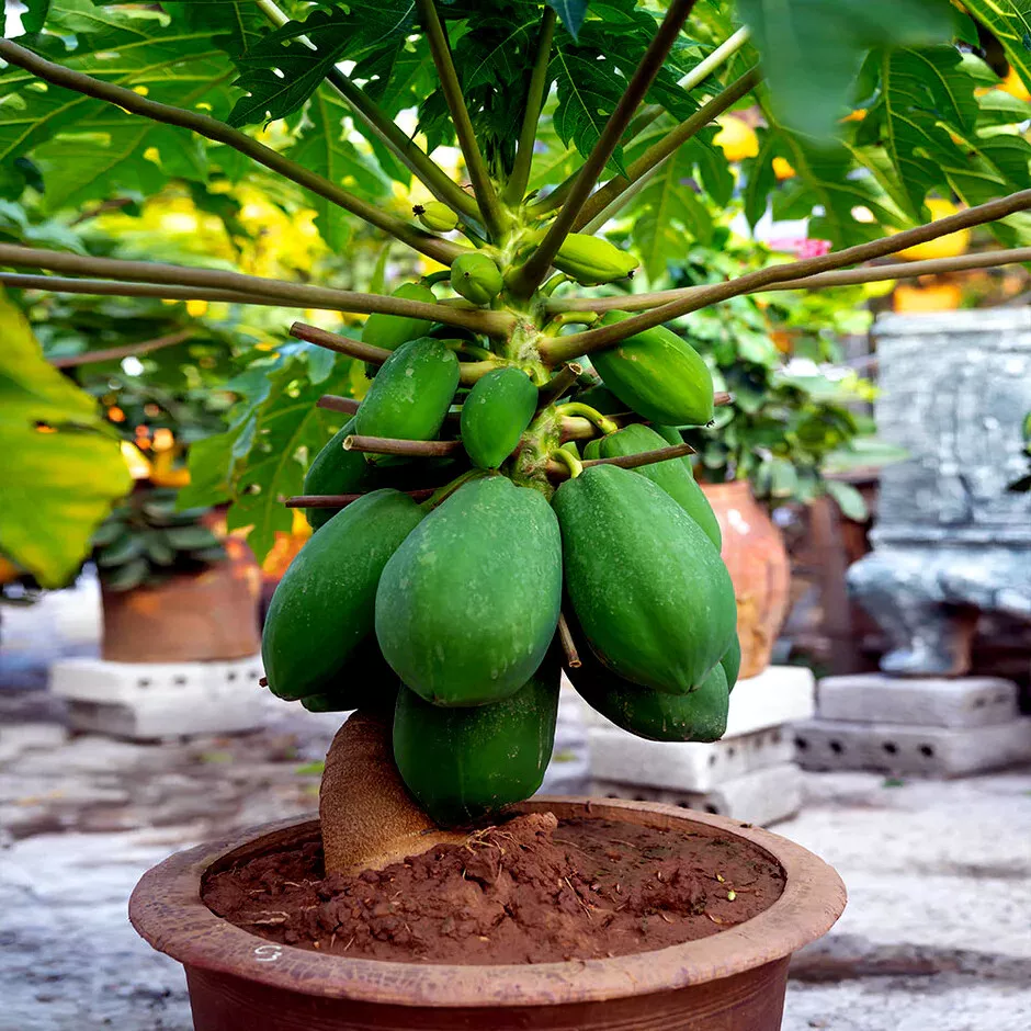 20 Dwarf Solo Waimanalo Tree Seeds (Carica Papaya) Fast Growing Fruit Ho... - £8.65 GBP