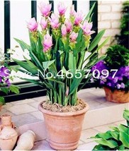 200 pcs Pink Curcuma Bonsia Flower Seeds FRESH SEEDS - £6.86 GBP