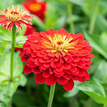 PWO 100+ Scarlet Flame Zinnia Seeds For Garden Planting - Usa - ! - $6.58