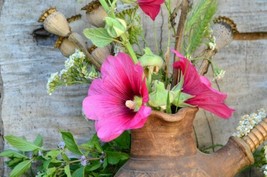 Tree Mallow Shrub Showy Lavatera Thuringiaca20 Seeds Gardening USA SHIPPING - $7.98