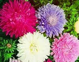 Aster, Giants of California 200 Seeds Beautiful Vivid Bright Blooms - £4.69 GBP