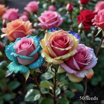 Flower Rose Cold-resistant Romantic Roses Rose Seeds Colorful Rose Seeds 50PCS 、 - $2.74