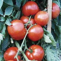 PM Bella Rosa Hybrid Tomato Seeds (25+ Seeds) - £3.74 GBP