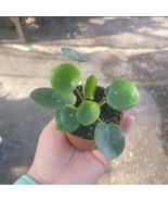 10 Pcs Pilea Peperomioides 2 In Pot Chinese Money Plant | Peperomia Plant - $80.18