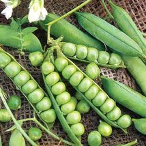 Little Marvel Garden Pea Seeds, Compact Semi-Dwarf Shelling, NON-GMO, FR... - €1,69 EUR+