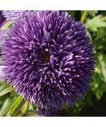 New Fresh Seeds Aster Seeds Tiger Paw Aster Flower Seeds 1000 Seeds - $13.06