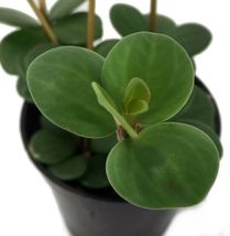 Live Plant Peperomia Hope Indoor Easy to Grow Houseplant - 2.5&quot; Pot - £36.75 GBP