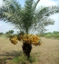 Yellow Barhi Date Palm Phoenix Dactylifera Live plant 1-2 leaves - £14.80 GBP