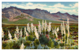 Florida Mountains New Mexico Desert Flowers Linen Postcard Unposted - £3.84 GBP
