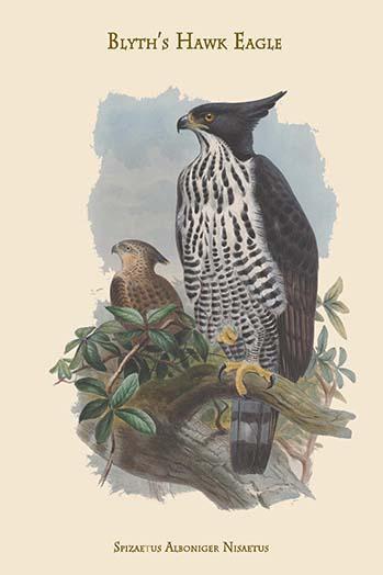 Spizaetus Alboniger Nisaetus - Blyth's Hawk Eagle - $19.97